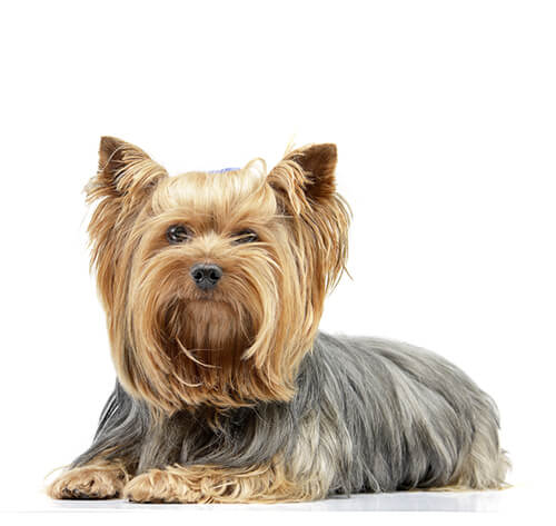Purina yorkshire terrier sale